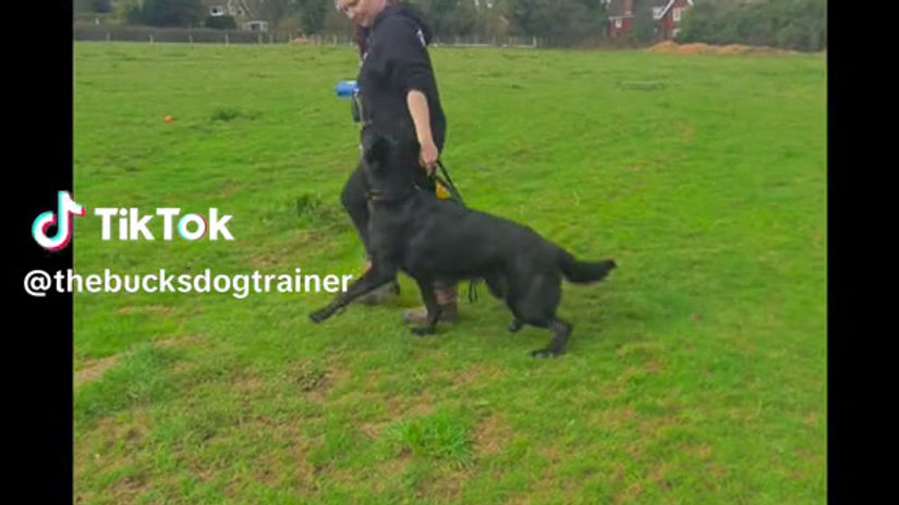 Focus Heeling with German Shepherd